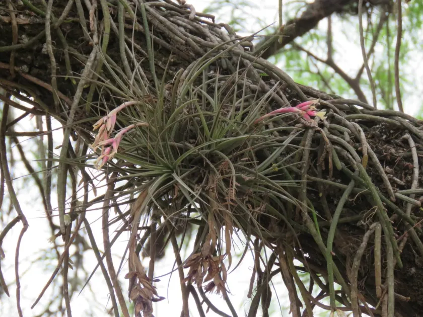 Tillandsia jucunda