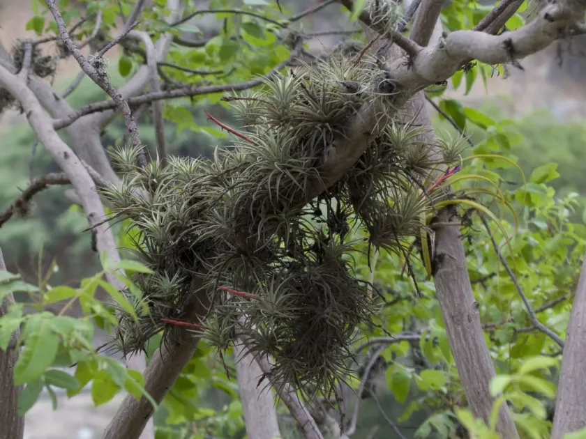 Tillandsia espinosae