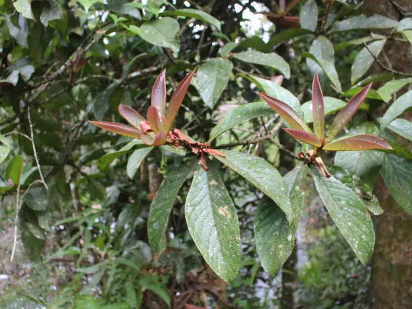Symplocos coronata