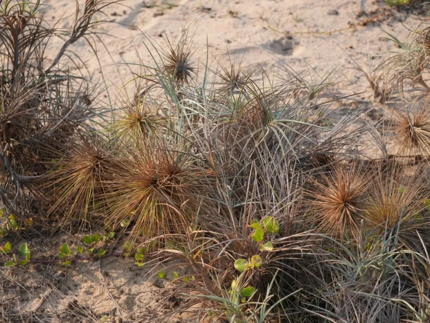 Spinifex littoreus