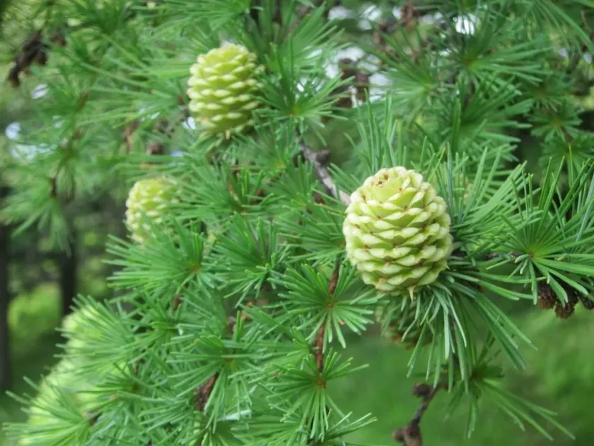Dunkeld Larch