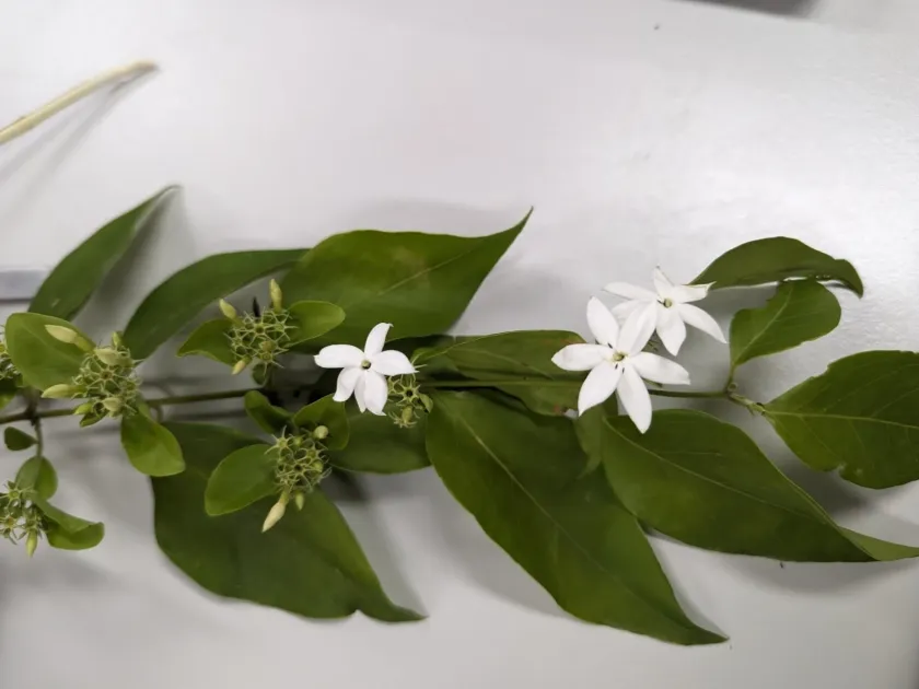Jasminum elongatum