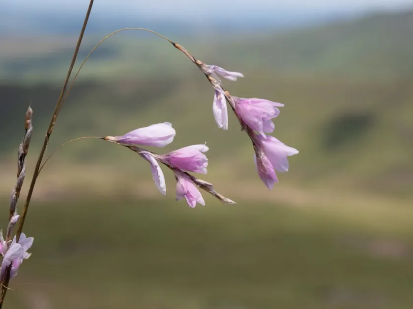 Robust Wandflower