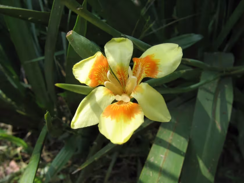 Dietes flavida
