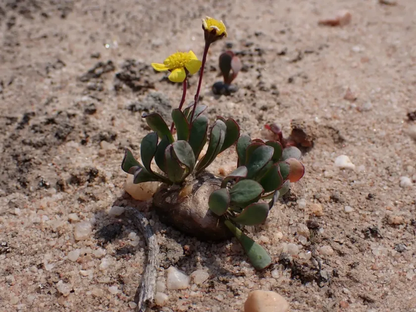 Othonna cacalioides