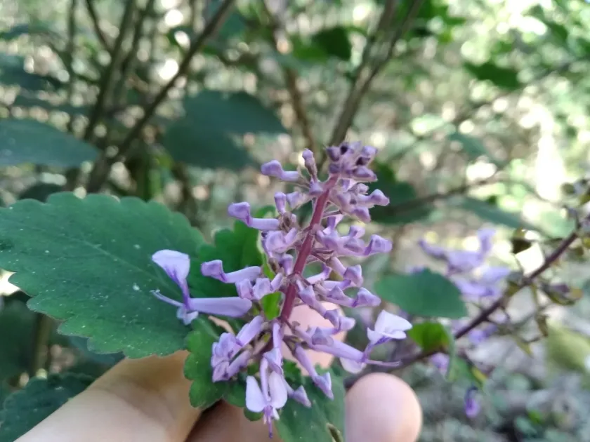 Плектрантус зулусский