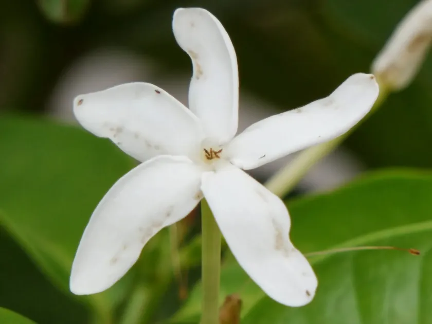 Kopsia flavida