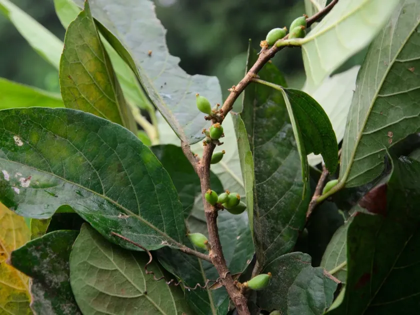 Aporosa villosa