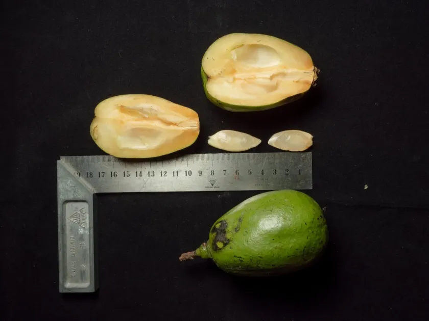 Diospyros diepenhorstii