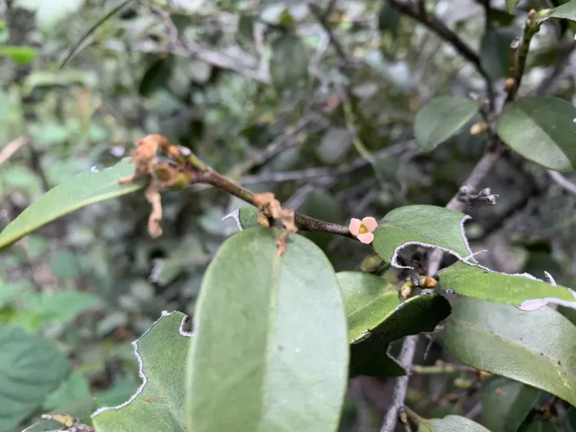 Hawaiian persimmon
