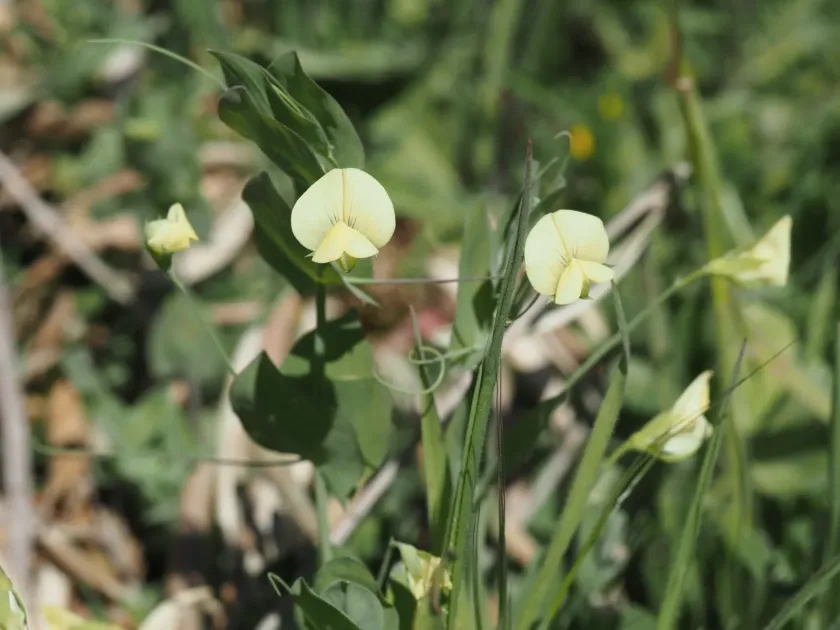Yellow vetchling
