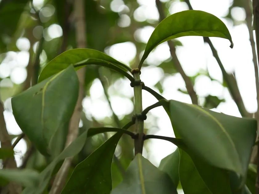 Fagraea auriculata