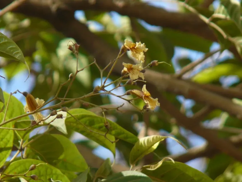 Stereospermum chelonoides