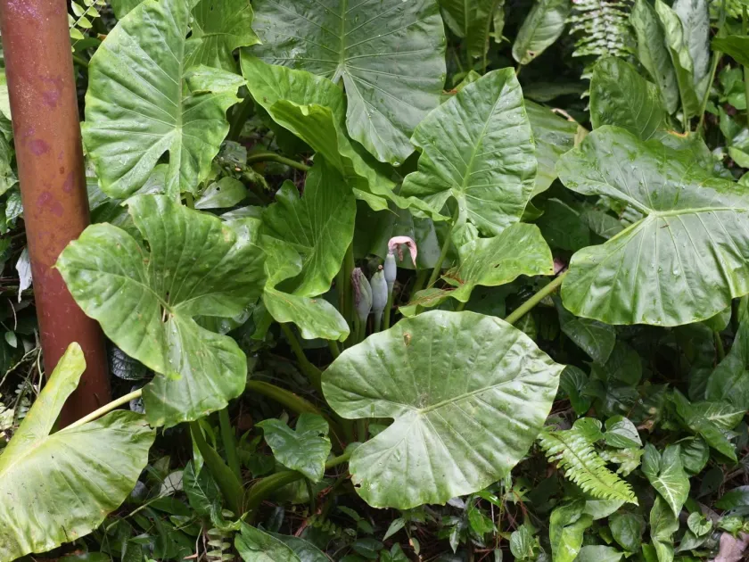 Alocasia odora