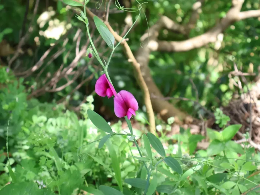 Tangier pea