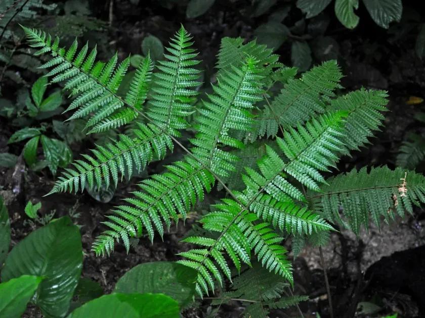 Pleiocnemia leuzeana