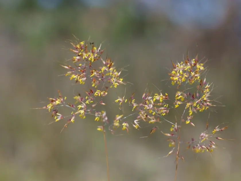 Pale pentameris