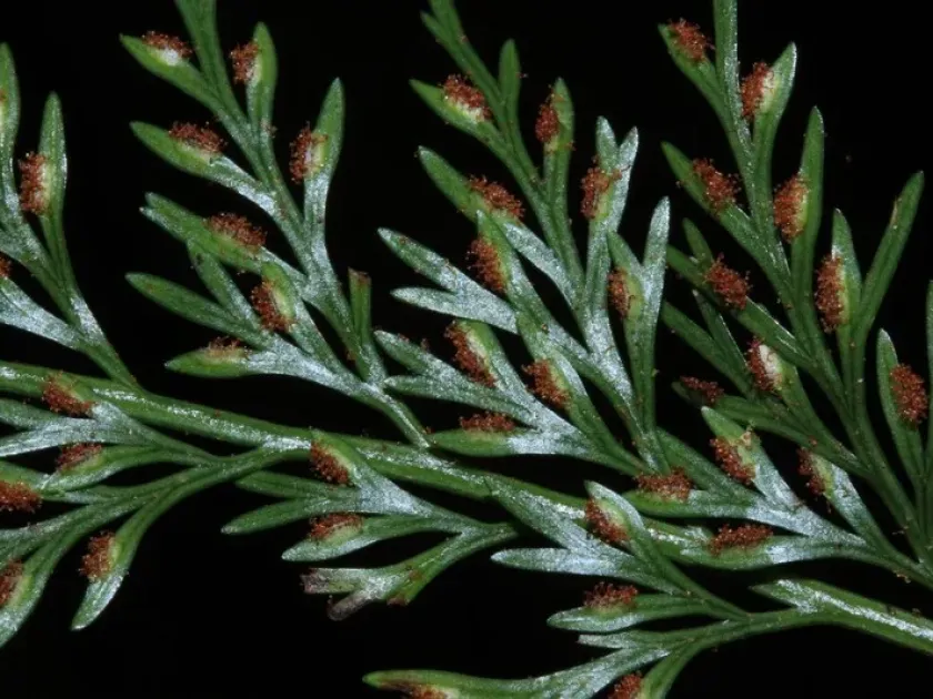 Climbing spleenwort