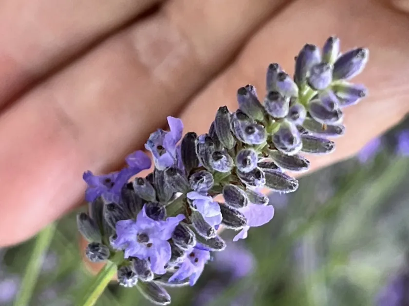 English lavender
