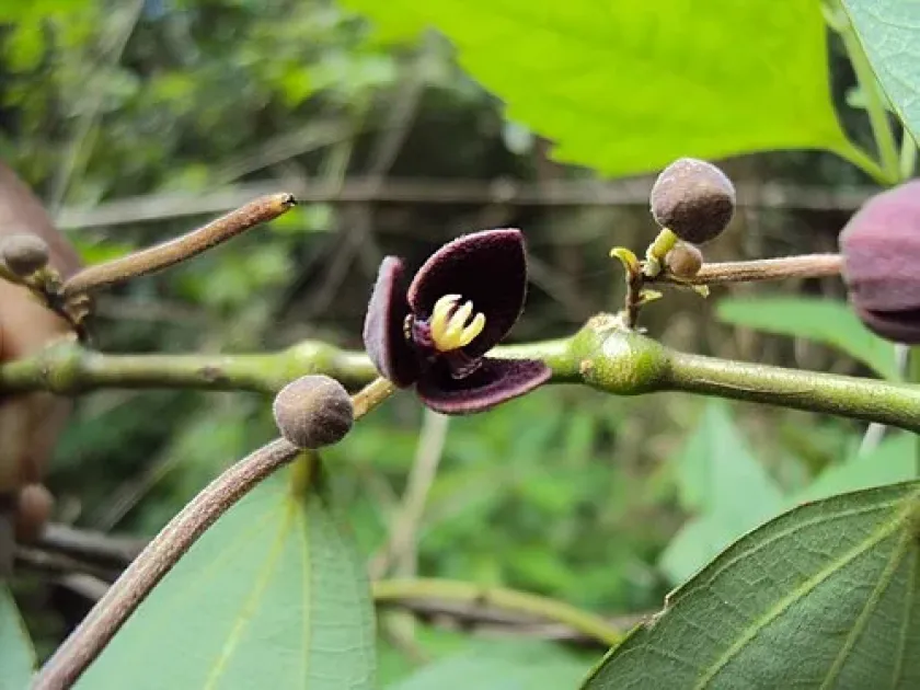 Thottea tomentosa