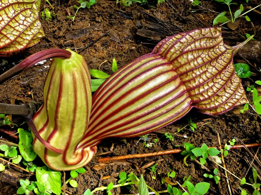 Aristolochia goldieana