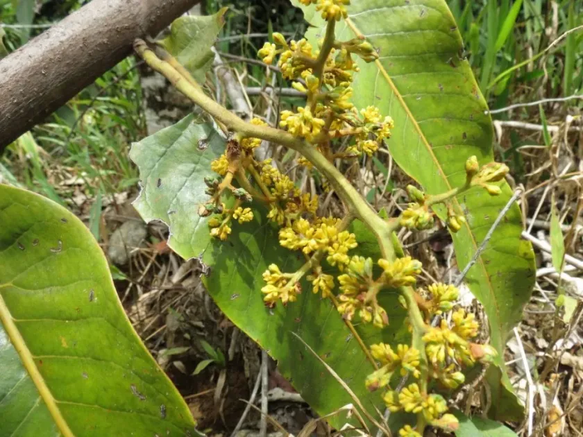 Horsfieldia sylvestris