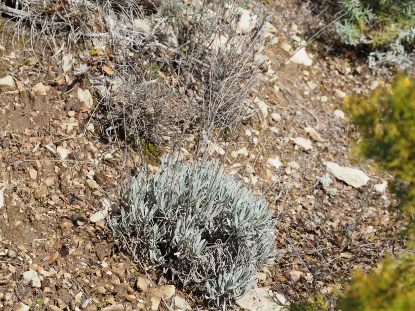Broad-leaved lavender