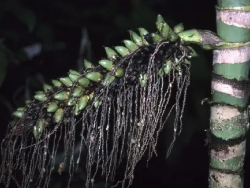 Areca macrocalyx