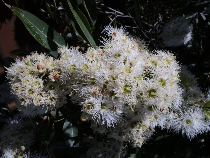 Eucalyptus curtisii