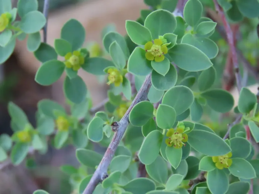 Euphorbia guerichiana