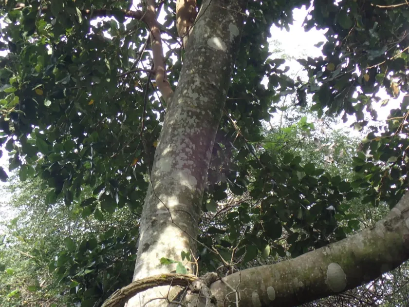 Cryptocarya latifolia
