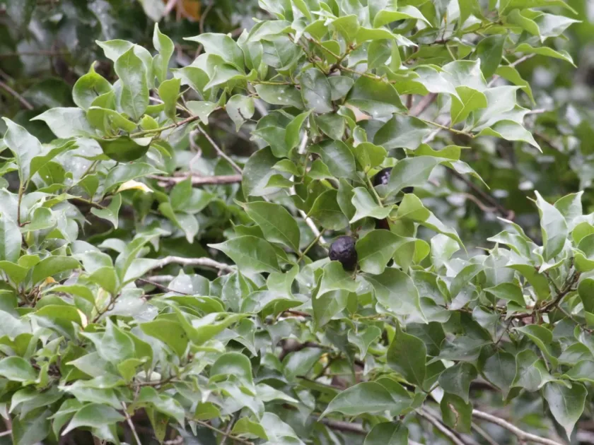 Cryptocarya woodii