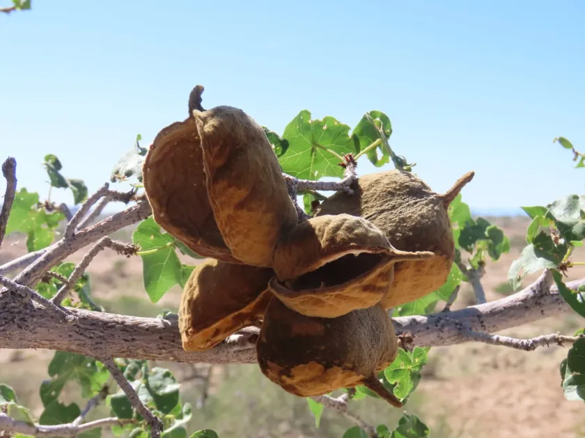 African Sterculia
