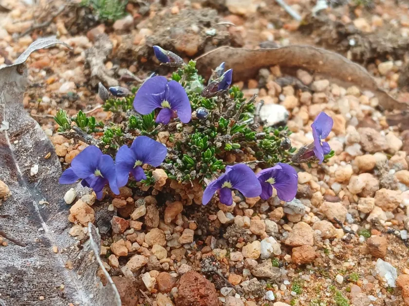 Mirbelia floribunda