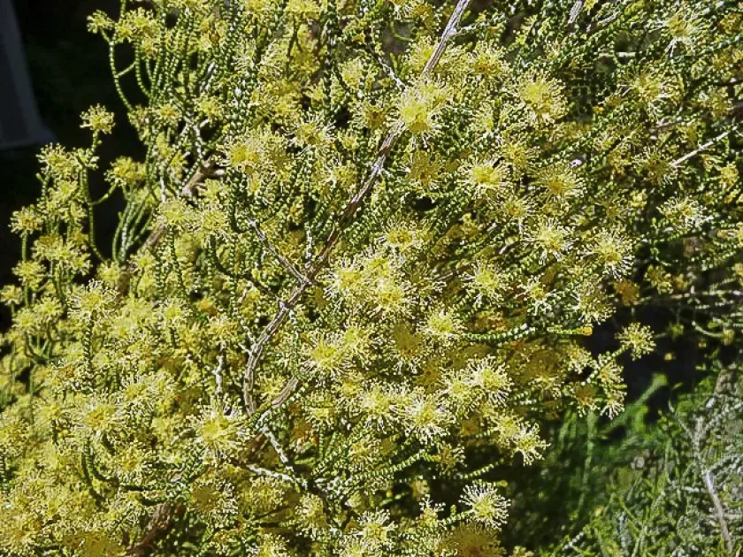 Melaleuca micromera
