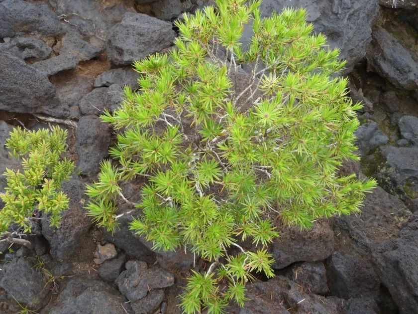 Melaleuca brongniartii