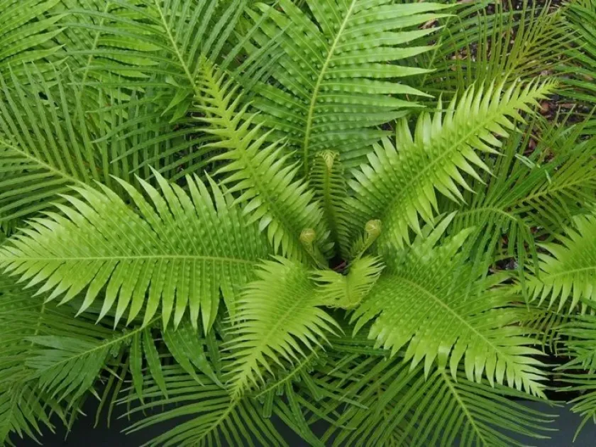 Blechnum fluviatile