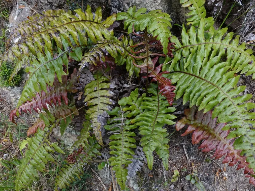 Blechnum vulcanicum
