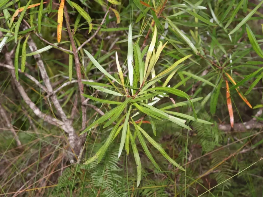 Toronia