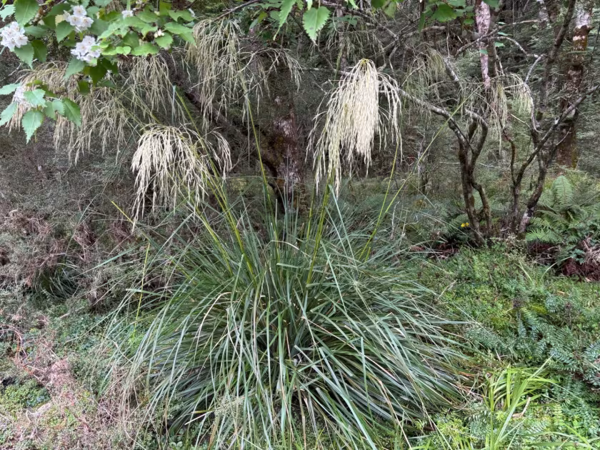 Chionochloa conspicua