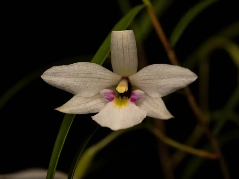 Dendrobium cunninghamii