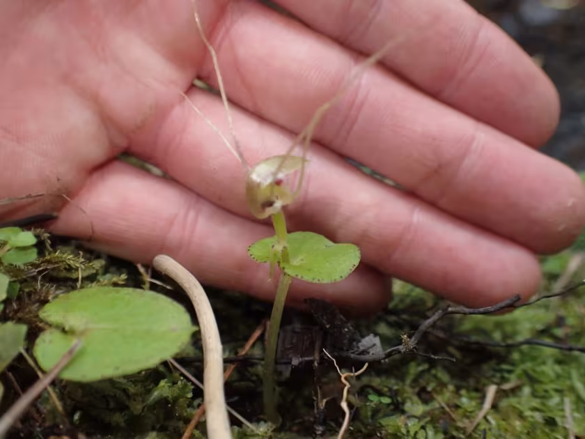 Corybas rivularis