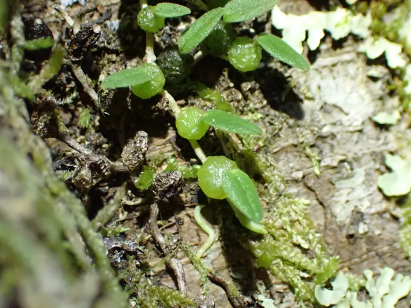 Bulbophyllum pygmaeum