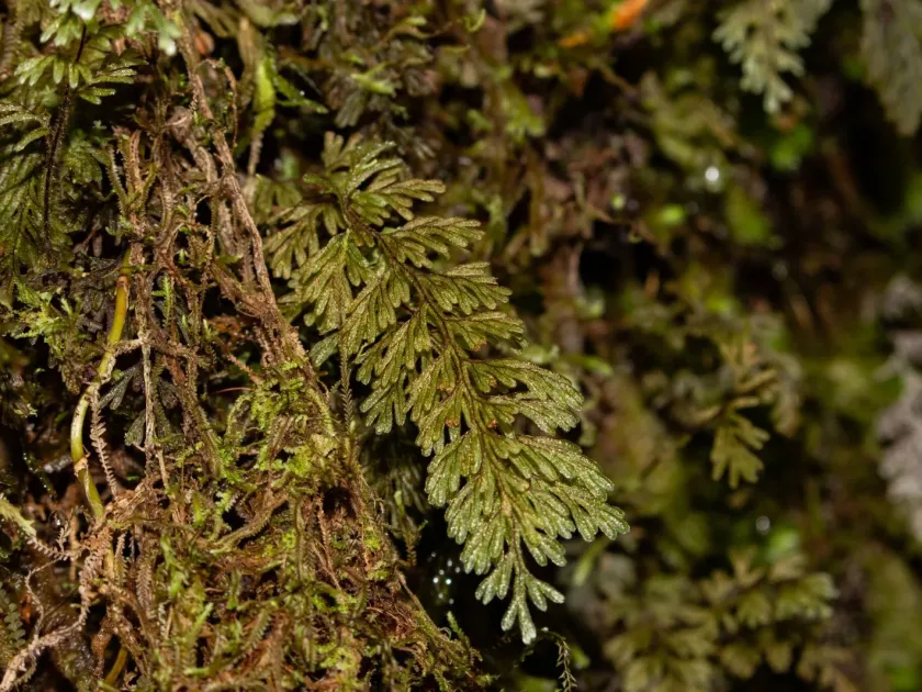 Rusty filmy fern