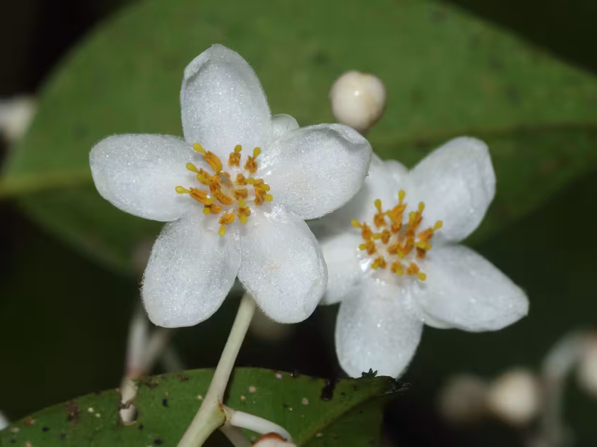 Alphonsea hortensis