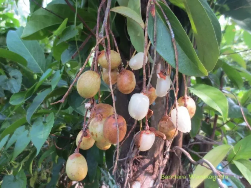 Bhesa nitidissima