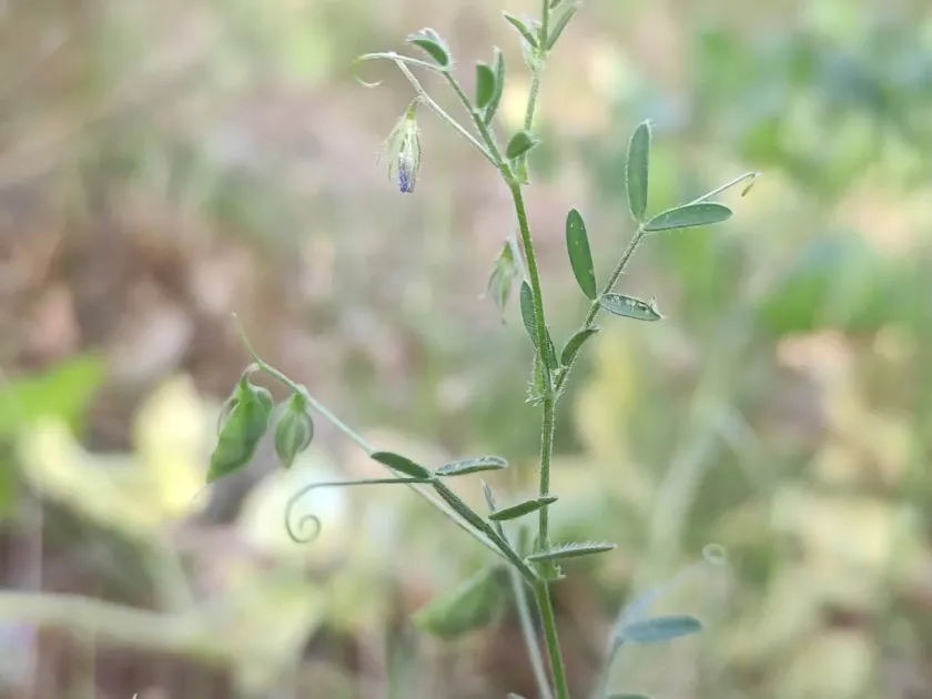 Lens nigricans