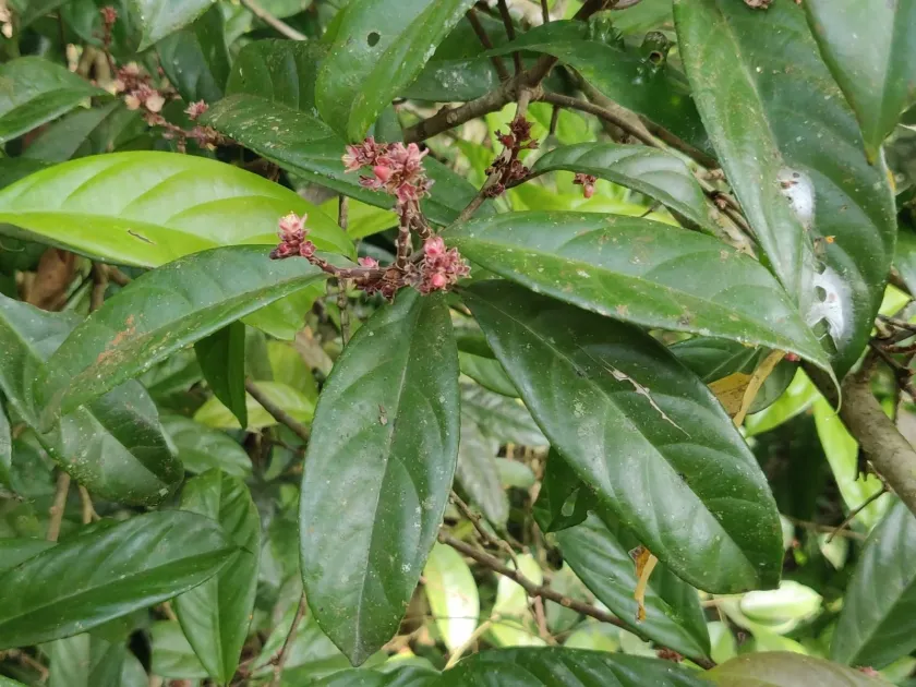 Symplocos macrophylla