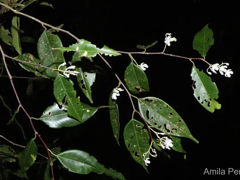 Shorea affinis