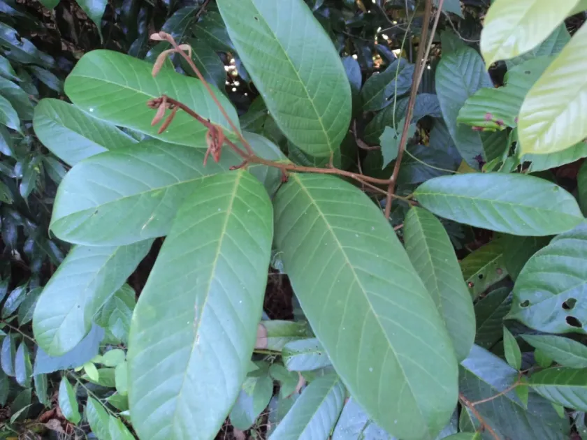 Cryptocarya wightiana